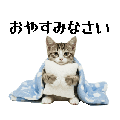 kamepon_20260217090111