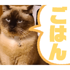 tomomi_20260216072059