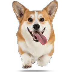 น้องหมา "คอร์กี้" #1