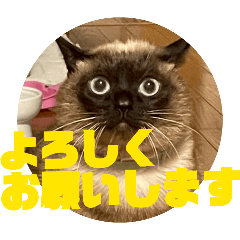 tomomi_20260217095704