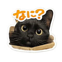 tobiko_20260216175805