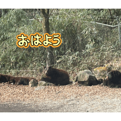 kapibara_20260216192907