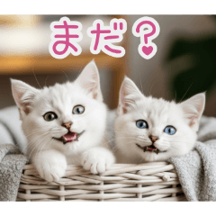 毎日使える白猫仔猫の日常