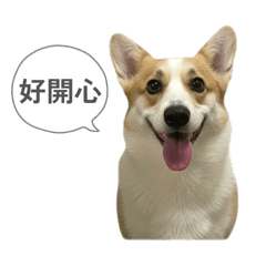 春梅柯基暖心日常