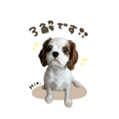 ミオちゃん♡スタンダード