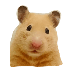 hamster mocchan