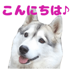 Donuts_20260216171829