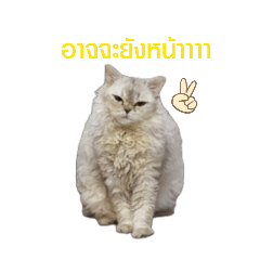 Rice balls_20260217002720