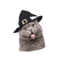 AomAm_20260217005314