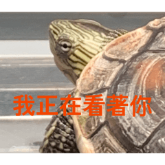 Smart turtle水生活