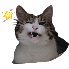 SHAKE_20260216162722