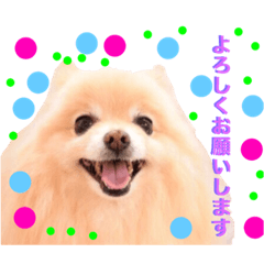 Pomeranian sticker isCoco