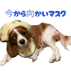 mask_20260216203911