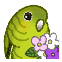 Lineolated Parakeet Green graywing
