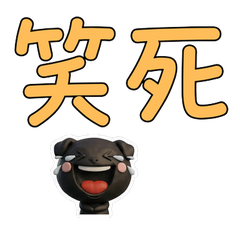 Taiwanese Black Pug 39