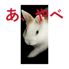 Rabbit20260101