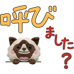 แมวสโนว์ชูสุภาพ 12