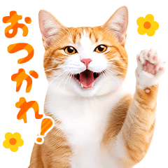 Forever Usable Cat Photos: Orange tabby