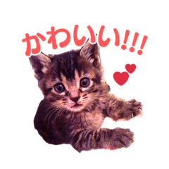 Adorable Real Cat Everyday Stickers