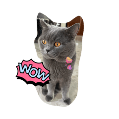 Daisy_20260217101811