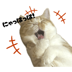 Yuringo_20260216224954