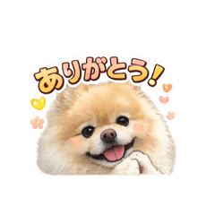 momo_20260216225317