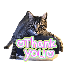 toyot_20260217063254