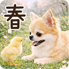 Spring Honwaka Chihuahua