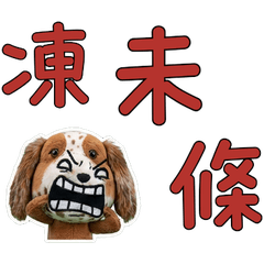 Moving Taiwanese Setter 34