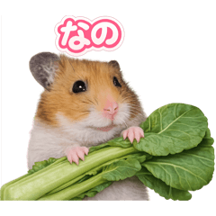 akaNe_20260217114353