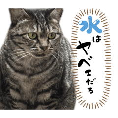 yamaka_20260217112420