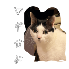 jaguar_20260214222100