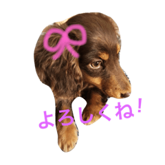 miniature Dachshund.