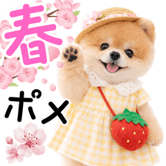 春♡とってもかわいいポメラニアン