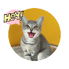 Little Cat Luna is a Happy cat