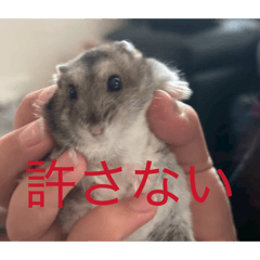 purin_sutanpuu!!