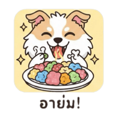 น้องหมาบางแก้วสุดคิ้วท์