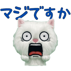 Polite Turkish Angora 11