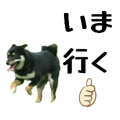 kokominikoko
