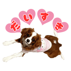 キャバリアの乃逢くん