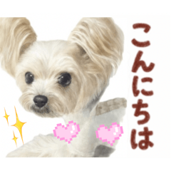 Donuts_20260217204656