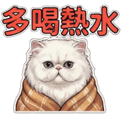 White cat ball New 55