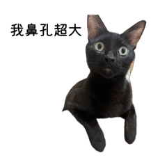 大鼻孔都比限定