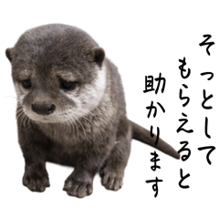 Lazy Otter Daily Stickers