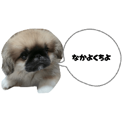 chobi_20260217171554