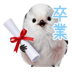 Positive Shimaenaga: Graduation