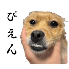 syami_20260217194611