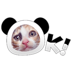 mAMEAWW_20260217125540