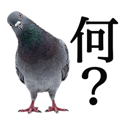BIG! Pigeon You Can Use Forever