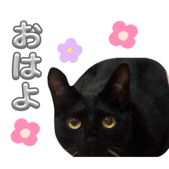 saneai_20260217202647